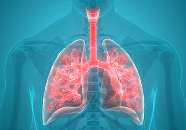 respiratory system illustration